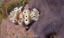 risbecia tryoni. by Marc Kuiper 